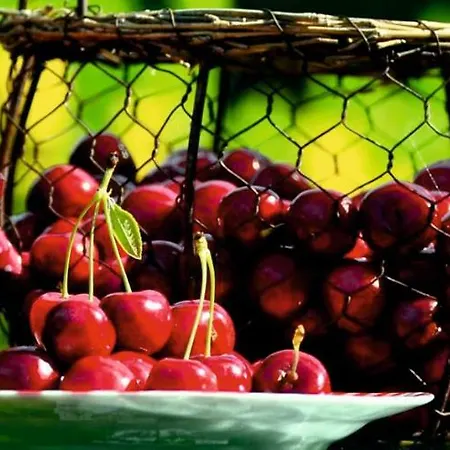 Maria 孔韦尔萨诺